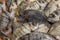 Striped bream fishes on ice for sale in the greek fish market.