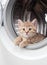 Striped british kitten inside laundry washer