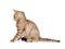 Striped british kitten rear or back view