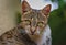 Striped brown cat, eyes directly on camera, direct look, eyes, green, leaf, background, narrow pupils, portrait, hair, details 2