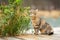 A striped brown cat sniffs a green plant and its leaves. In the background, a blurred background of nature and the river