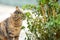 A striped brown cat sniffs a green plant and its leaves. Close up. Blurred background in the background