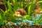 Striped brown snail crawling on a leaf Ampularia eel