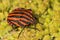 Striped bug or Minstrel bug, Graphosoma lineatum. a species of shield bug in the family Pentatomidae Stinky bug on the leaf.