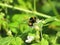 Striped bumblebee. Green branch. White flower. A small insect
