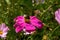 Striped bumblebee sits on a pink daisy in the garden and pollinates a flower