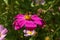 Striped bumblebee sits on a pink daisy in the garden and pollinates a flower