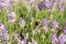 striped bumblebees and bees collect nectar and pollinate purple lavender flowers