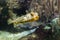 Striped burrfish (Chilomycterus schoepfi)