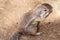 Striped bush squirrel