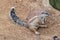 Striped bush squirrel