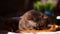 A striped cat of breed British shorthair chocolate spot squints in the bright spring sun and plays with a toy