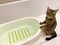 A striped cat of breed Scottish is sitting near a baby bathtub filled with water.