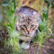 Striped cat is hunting in the grass