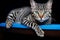 a striped cat laying on a blue bench