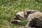 Striped cat lounges on the young grass under the warm spring sun