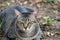 Striped cat lying down in the garden. cat is a small domesticated carnivorous mammal with soft fur.