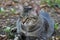 Striped cat lying down in the garden. cat is a small domesticated carnivorous mammal with soft fur.