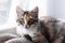 A striped cat is resting on the windowsill. A small fluffy kitten lies on a blanket and looks at the camera.