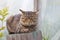 Striped cat sitting on tree stump outdoors in country yard