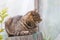 Striped cat sitting on tree stump outdoors in country yard