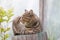 Striped cat sitting on tree stump outdoors in country yard