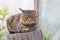 Striped cat sitting on tree stump outdoors in country yard
