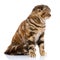 Striped cat sitting on a white background, side view