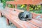 Striped cat sleeping on the wooden bench.