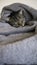Striped  cat sleeps tucked in a gray blanket