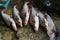 Striped catfish lying in rows on ground.