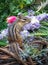 Striped chipmunk in garden  flowers