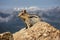 Striped Chipmunk sits on Mountain Rock