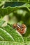 Striped Colorado beetle eating young green potato leaves. Invasion of pests on farmland.