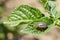 Striped Colorado beetle eating young green potato leaves. Invasion of pests on farmland.