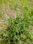 A striped Colorado beetle sits on the grass in Kamen-na-Obi, Altai, Russia. Vertical