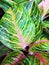 Striped colorful bright beautiful leaves calathea tropical plants background