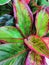 Striped colorful bright beautiful leaves calathea tropical plants background