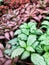 Striped colorful bright beautiful leaves of tropical plants fittonia background