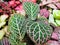 Striped colorful bright beautiful leaves of tropical plants fittonia background