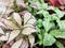 Striped colorful bright beautiful leaves of tropical plants fittonia background