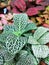 Striped colorful bright beautiful leaves of tropical plants fittonia background