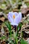 Striped crocus