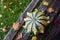 Striped Crown of Thorns ornamental gourd among fall leaves