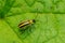 Striped Cucumber Beetle - Acalymma vittatum