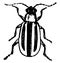Striped Cucumber Beetle, vintage illustration