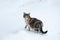 striped cute cat leaves footprints in a snowy field