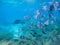 Striped dascillus fish school closeup. Coral reef underwater landscape. Tropical fishes in blue water