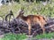 A striped deer stands in the shade of a tree on a sunny day