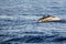 Striped dolphin close up portrait at sunset while jumping